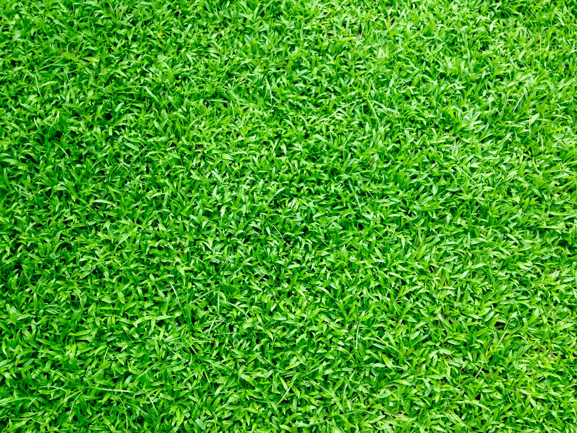 Synthetic Turf